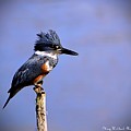 Belted Kingfisher