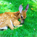 Cozy Fawn