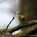 Palm Warbler