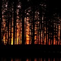 Pines at Sunset