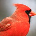 Portrait of a Cardinal