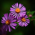 Wildflower Beauty